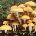 Kako razlikovati lažne gljive