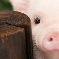 ¿Cuándo es el Año Nuevo del Cerdo según el calendario chino?