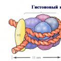 Cromatina dependiendo de la localización en el núcleo.