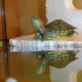 Projekt na temu „Crvenouha kornjača Promatranje crvenouhe kornjače kod kuće