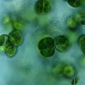 Životna aktivnost i građa algi