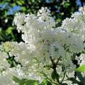 What is the dream of blooming lilac